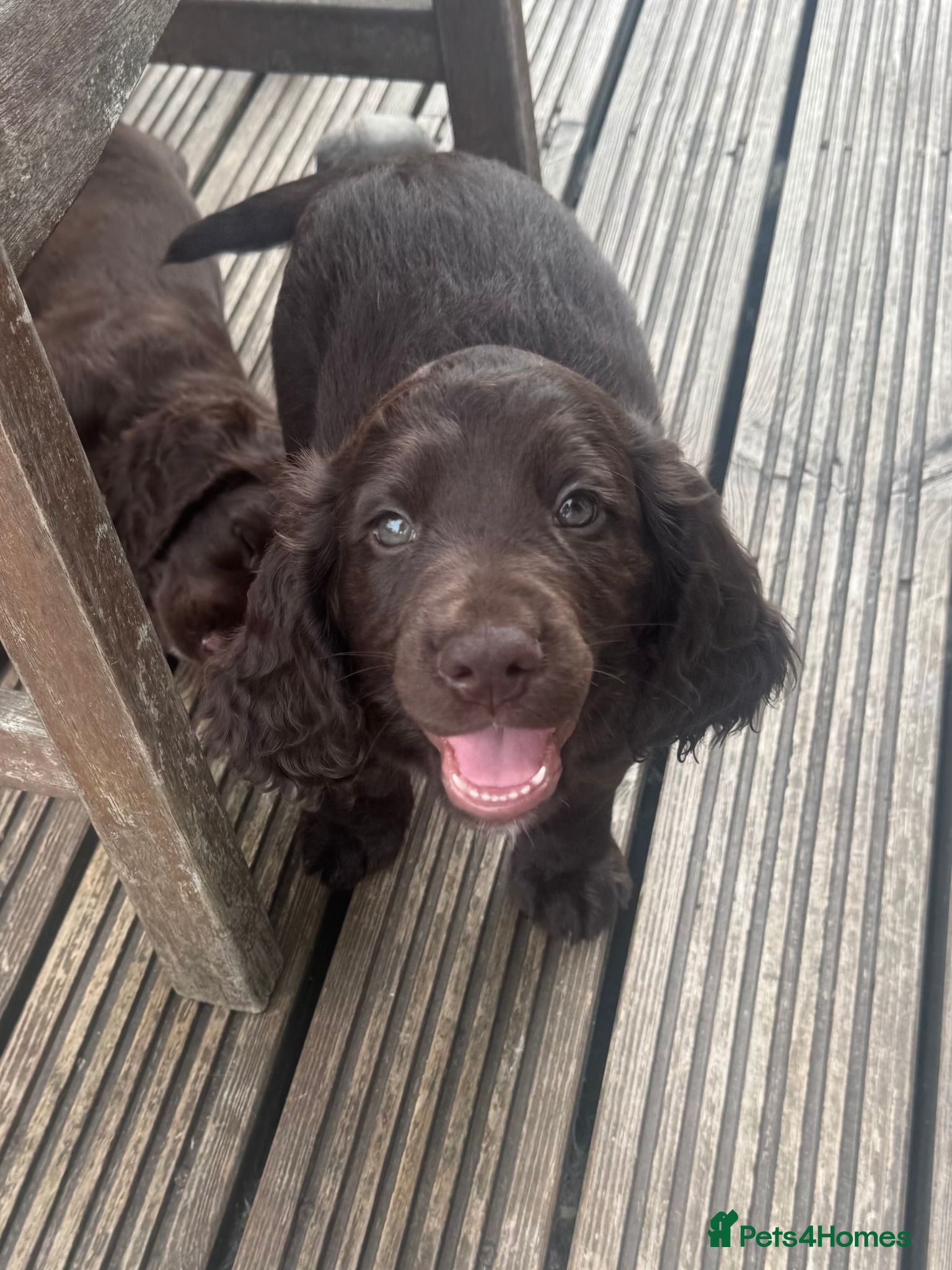 Cocker Spaniel dogs Working Cocker Spaniel Puppies - Advert 2