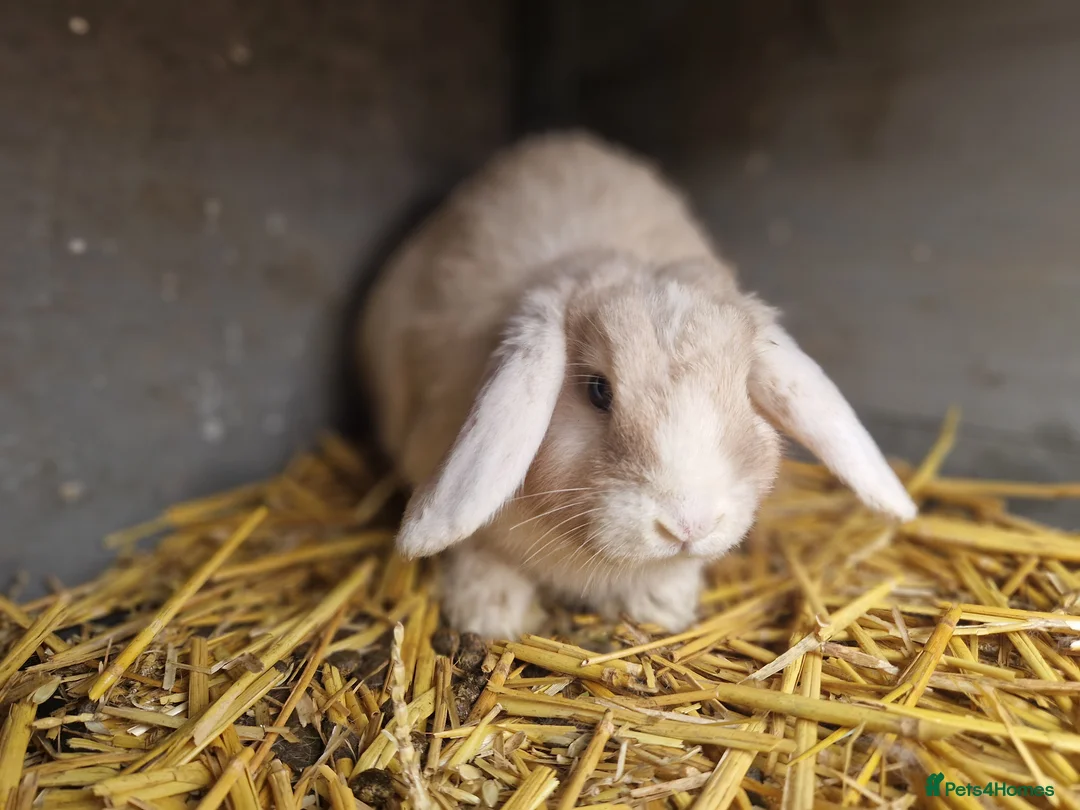 Mini Lop rabbits for sale: Super Cute Purebred Mini Lop Babies- m and f  - Advert 4