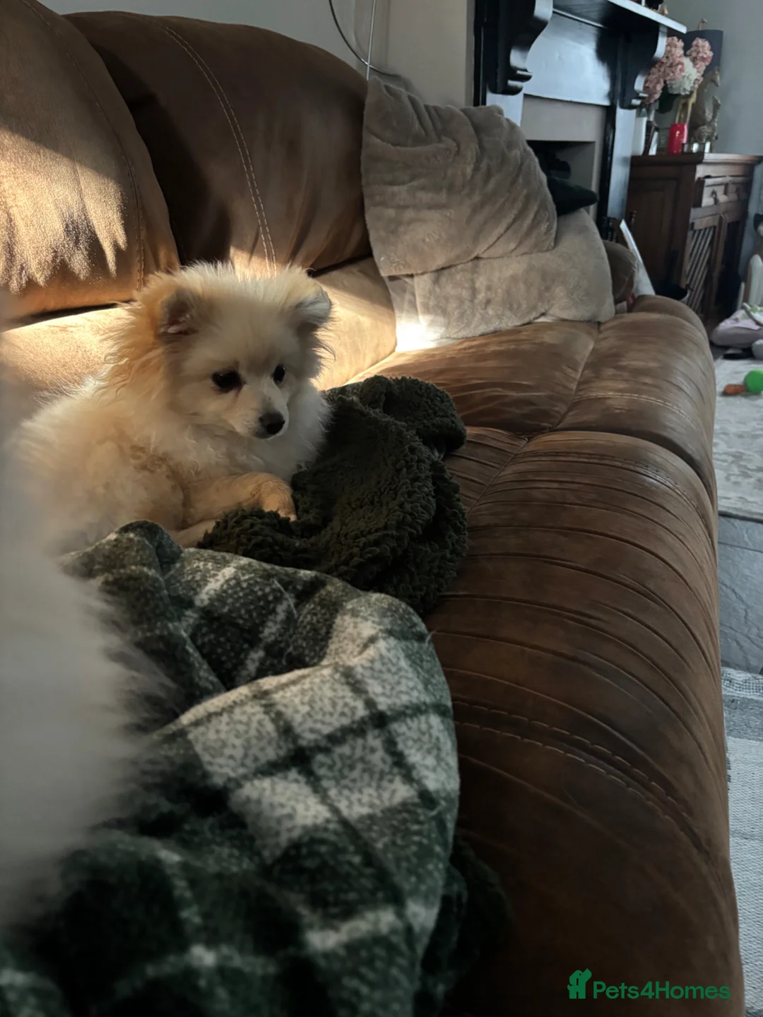 Pomeranian dogs for sale: Dixie beautiful lovely Pomeranian   Reduce  - Advert 2