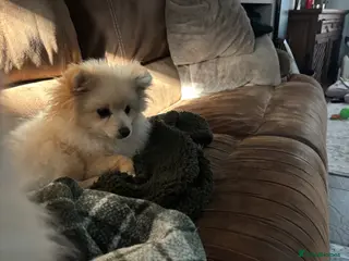 Pomeranian dogs Dixie beautiful lovely Pomeranian - Advert 6