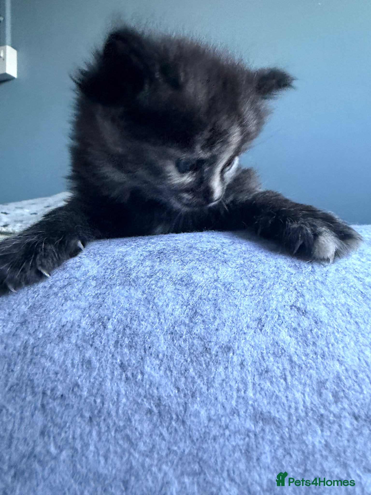 Mixed Breed cats for sale: Gorgeous Dilute Tortoiseshell Fluffy Kitten - Advert 5
