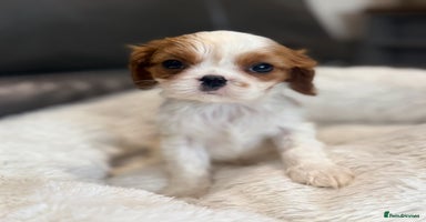 Cavalier King Charles Spaniel dogs in Airdrie - Advert 4