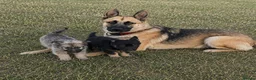 German Shepherd dogs for sale: German shepherd puppies in Waltham Cross - Advert 1