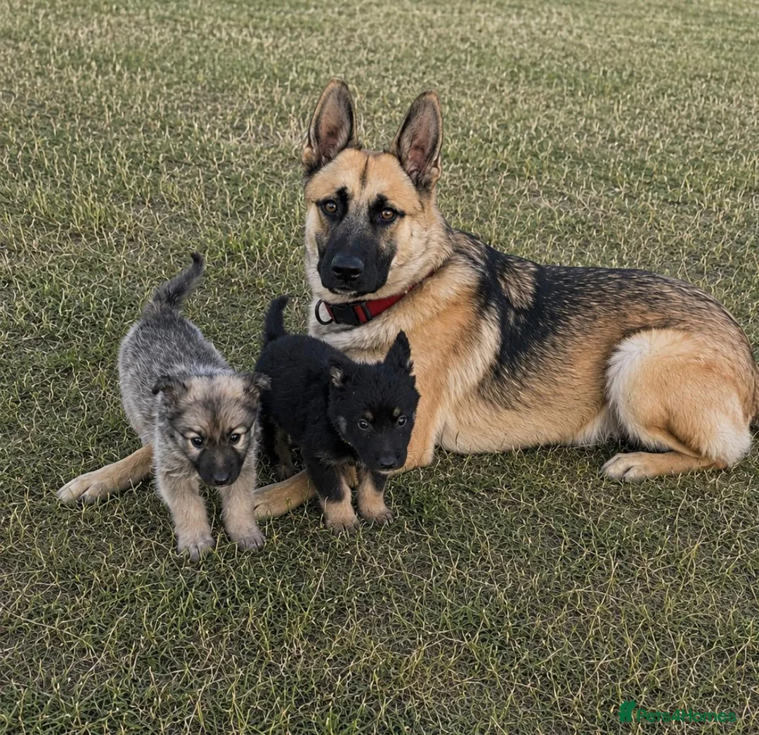 German Shepherd dogs for sale: German shepherd puppies in Waltham Cross - Advert 1
