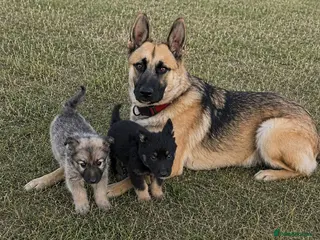 German Shepherd dogs German shepherd puppies - Advert 1