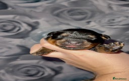 Rottweiler dogs for sale: Rottweiler puppies looking for a forever home - Image 2