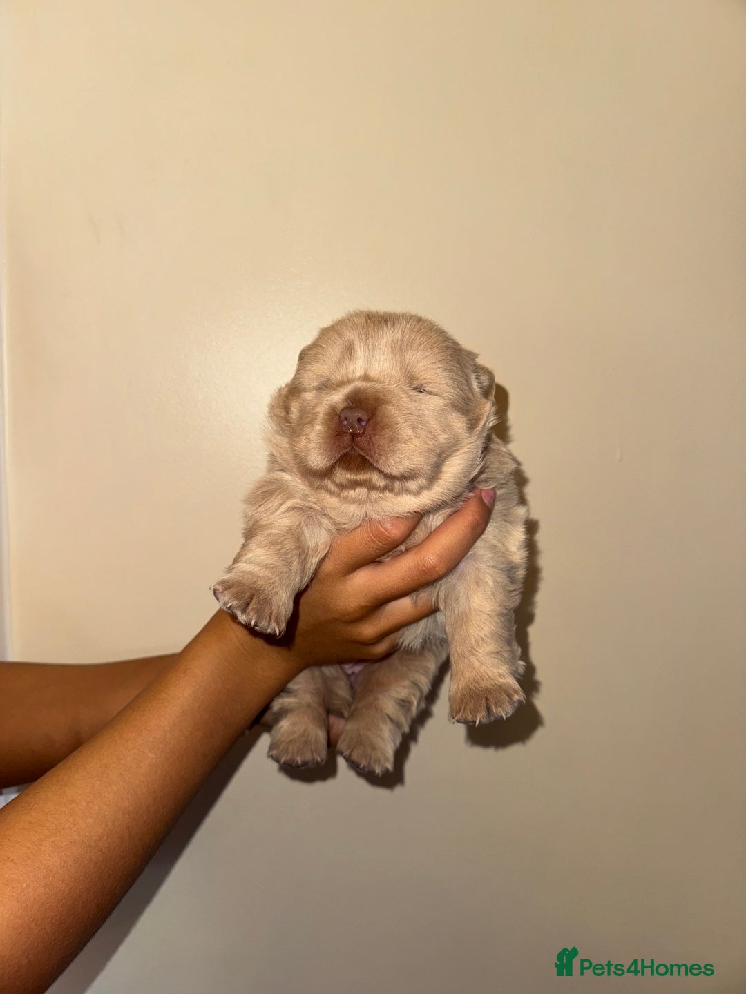Chow Chow dogs for sale: Stunning kc reg puppies  - Advert 32