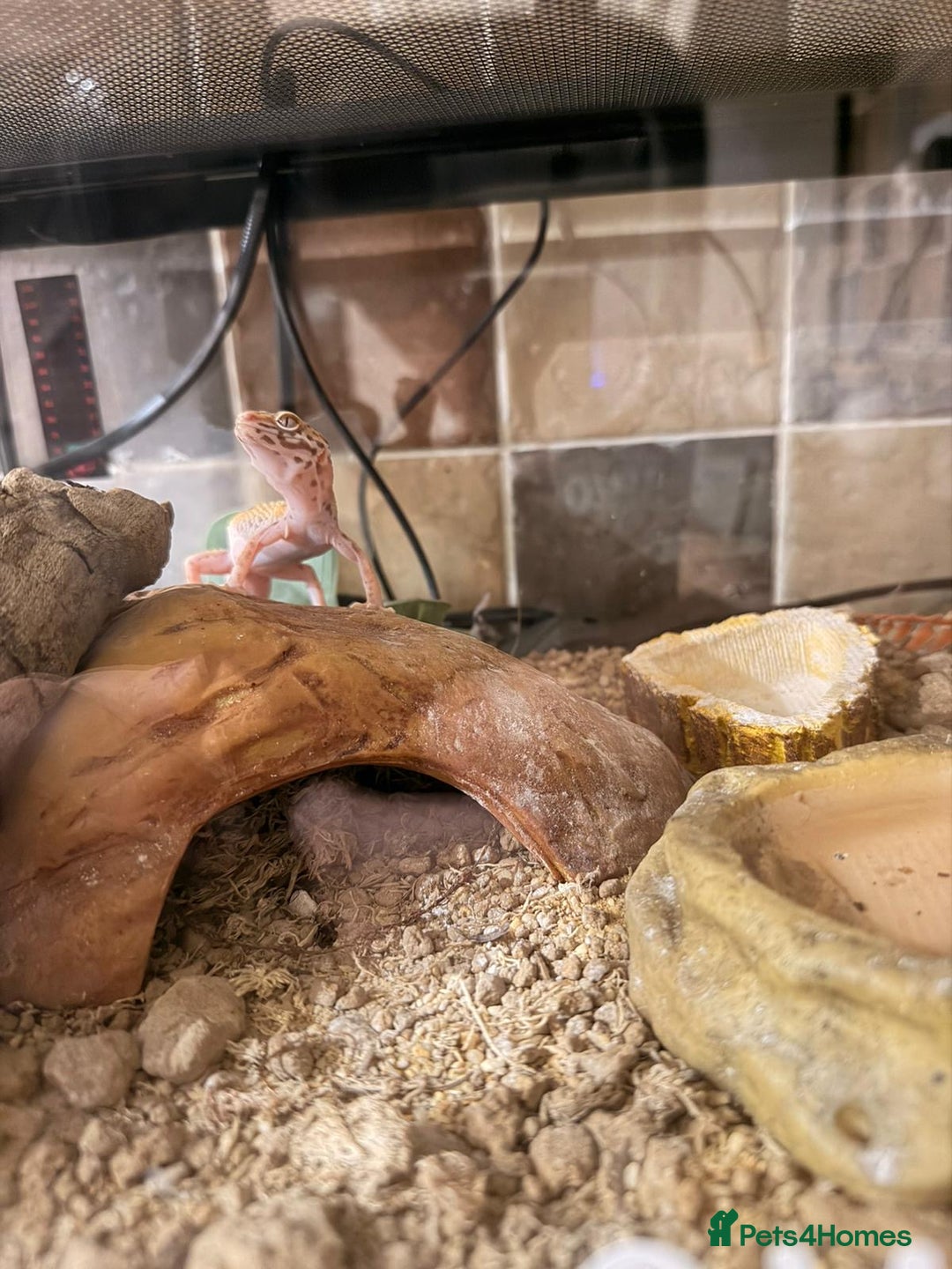 Leopard Gecko reptiles for sale: Leopard Gecko  - Advert 2