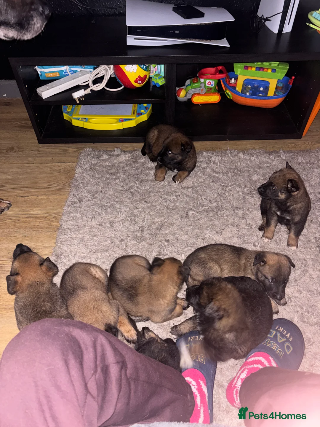 Belgian Shepherd Dog dogs for sale: Belgian shepherd pups - Advert 16