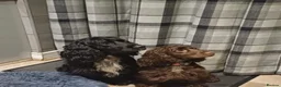 Cocker Spaniel dogs for sale: Beautiful Cocker Spaniel puppies  in Sheffield - Advert 5
