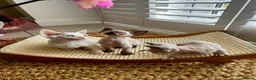 Devon Rex cats for sale: Exceptional FIFe Devon Rex Kittens 2 left only  - Advert 5