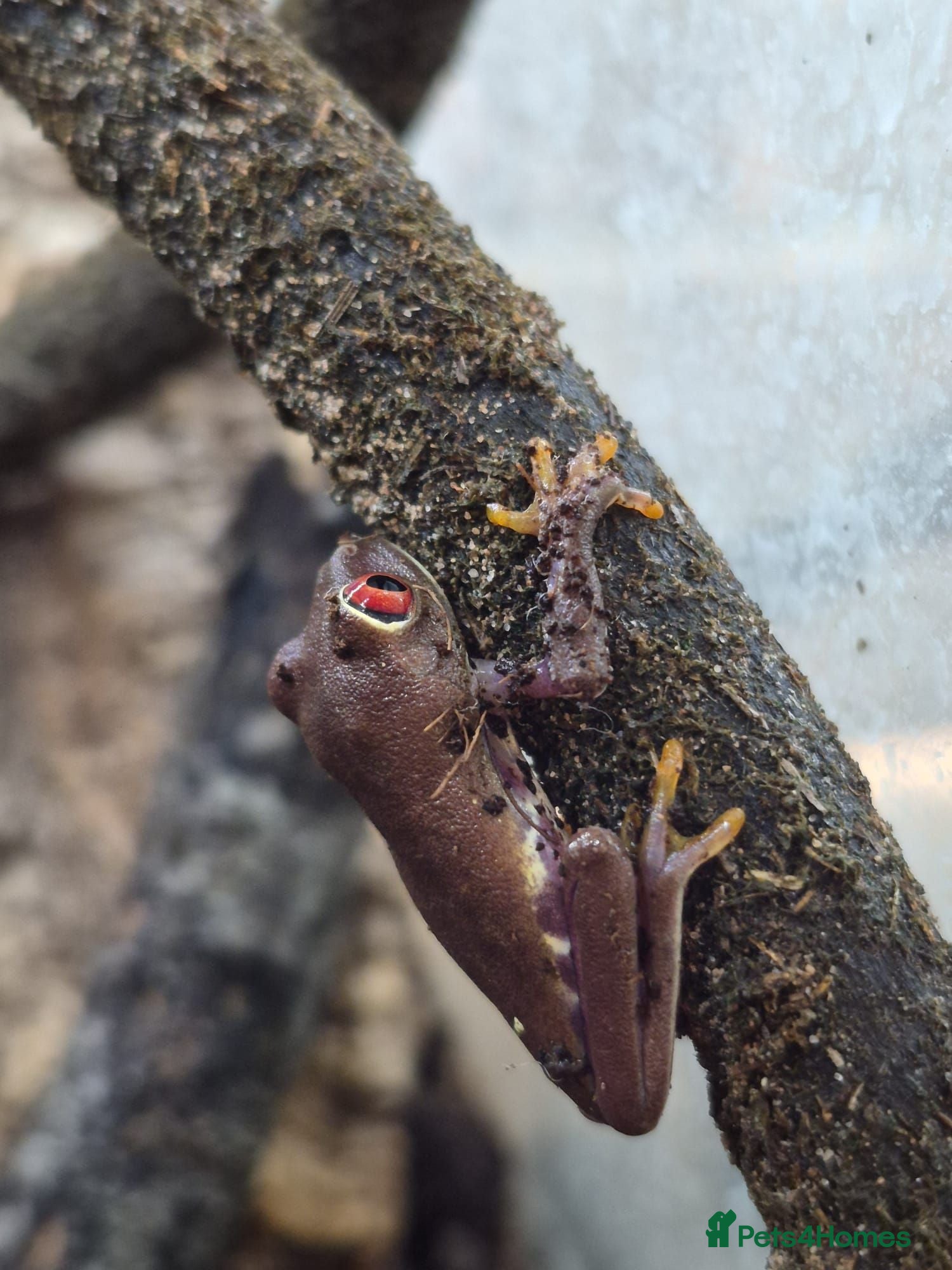 Frog reptiles Various frog species - Advert 1