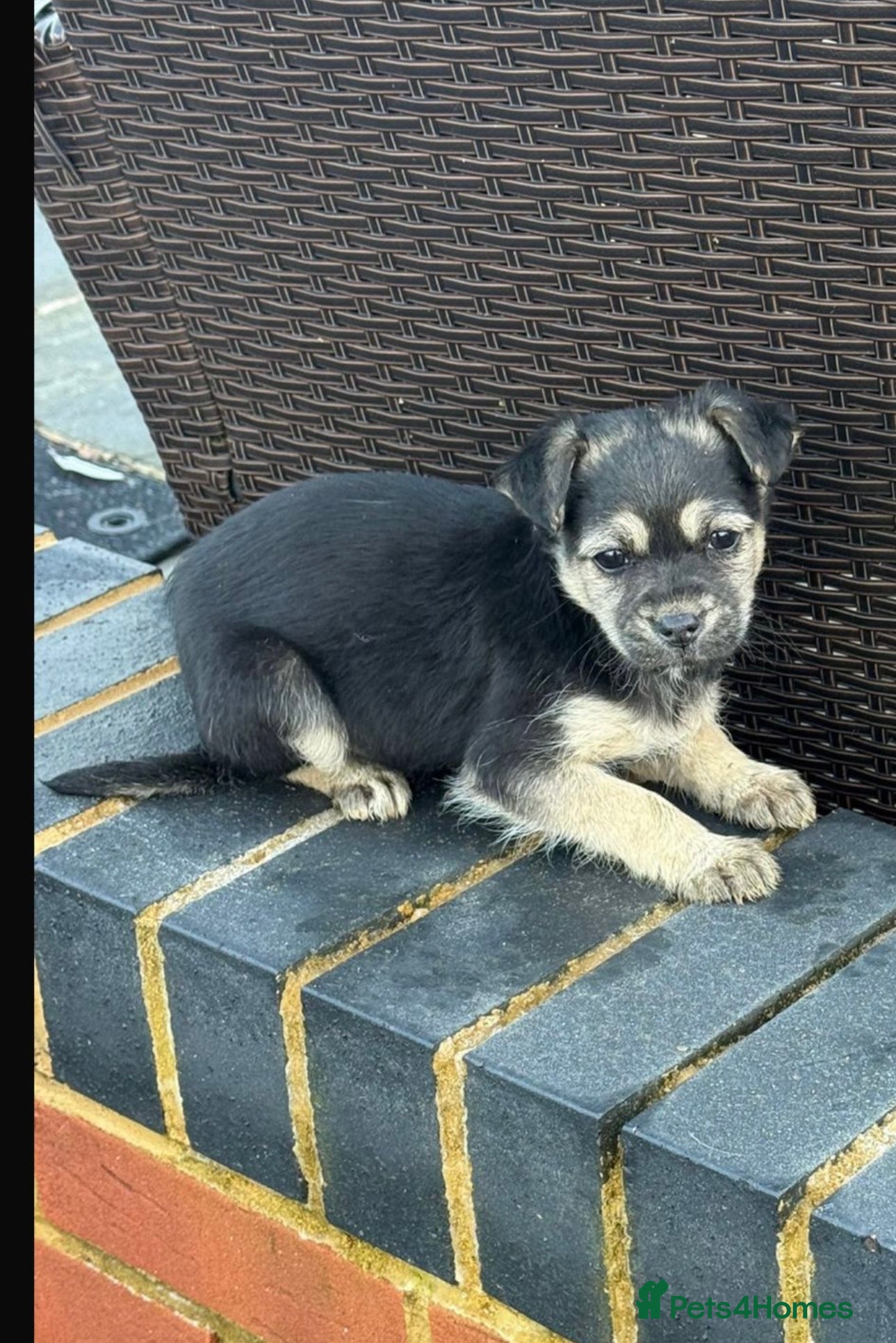 Shih Tzu dogs Beautiful puppies for sale  - Advert 2