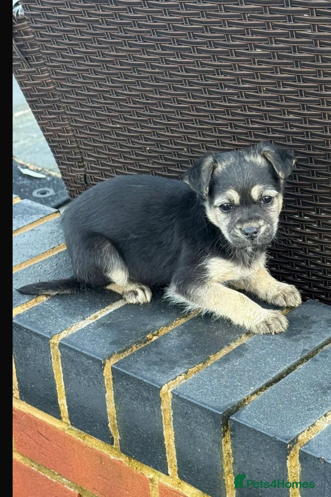 Shih Tzu dogs for sale: Beautiful puppies for sale  - Advert 1