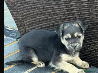 Shih Tzu dogs Beautiful puppies for sale - Advert 2