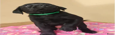 Labrador Retriever 2