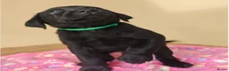 Labrador Retriever dogs for sale: Adorable Black & Yellow Labrador Companions in Paisley - Advert 12