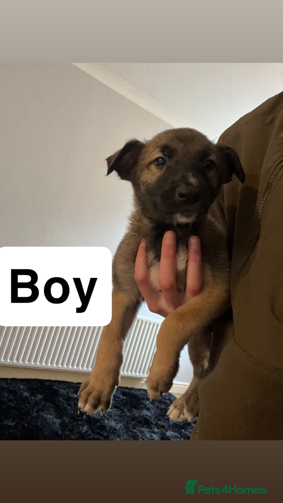 Mixed Breed dogs for sale: German shepard x - Advert 4