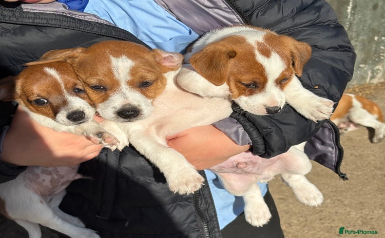 Jack Russell dogs - Advert 1