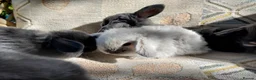 Mini Lop rabbits for sale: mini lops - Advert 15