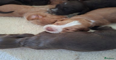 Cocker Spaniel dogs - Advert 8