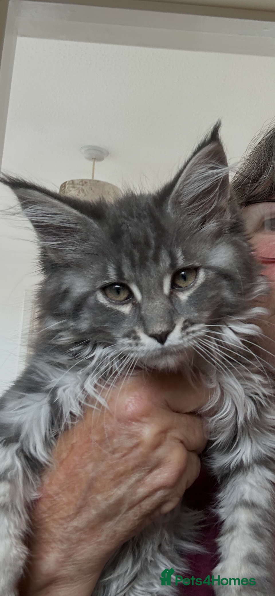 Maine Coon cats Maincoones kittens - Advert 2