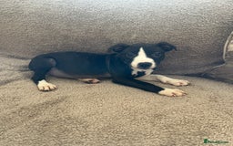 Staffordshire Bull Terrier dogs for sale: Staffy Puppy  - Image 1