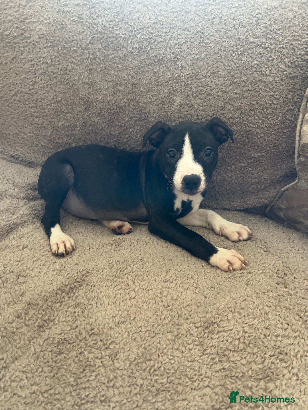 Staffordshire Bull Terrier dogs for sale: Staffy Puppy  - Image 1