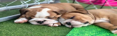 English Bulldog 7