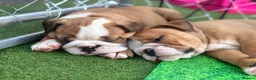 English Bulldog dogs for sale: Ready to leave this weekend  - Advert 21