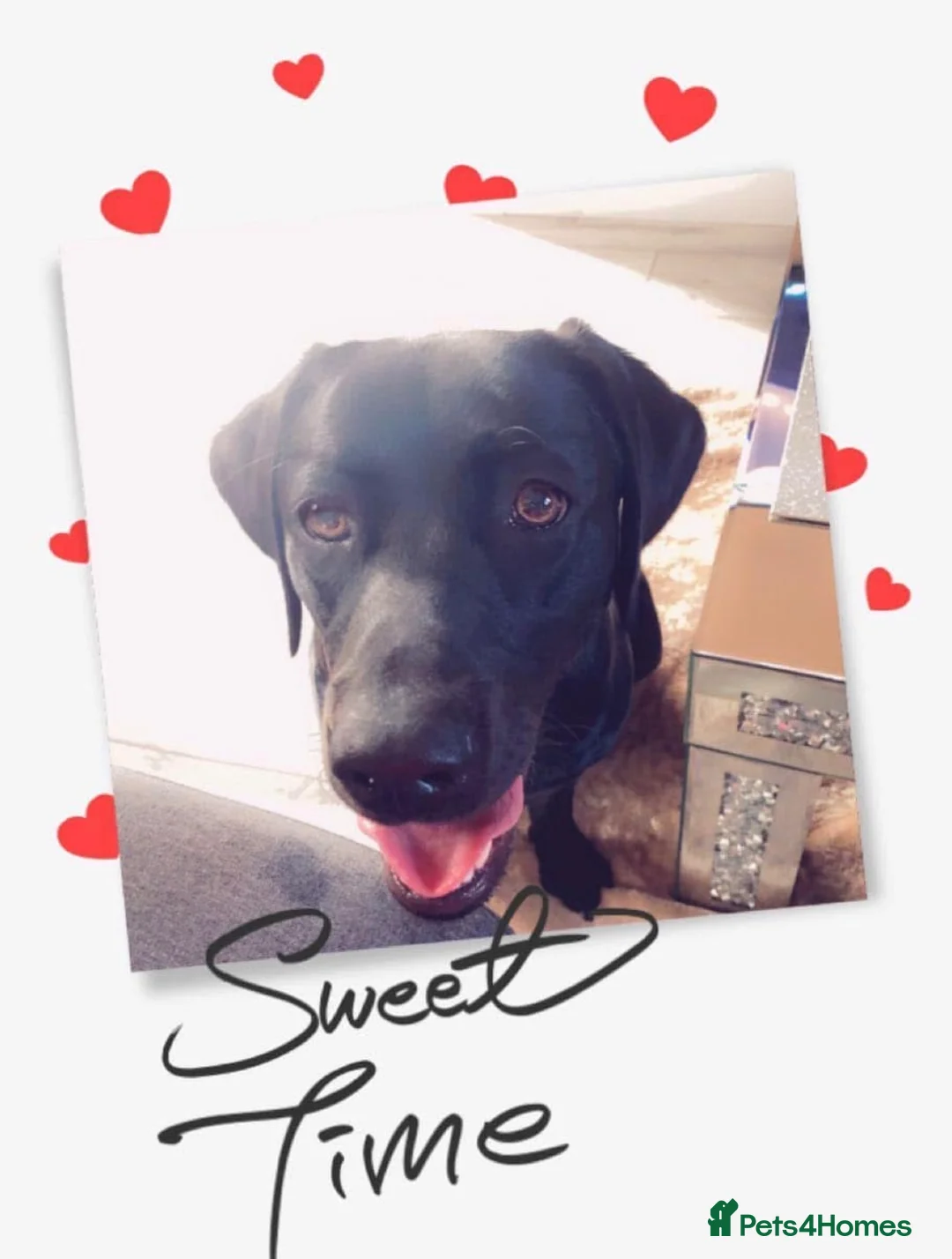 Labrador Retriever dogs for sale: Labrador - Advert 1