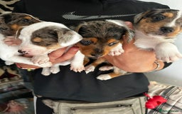 Mixed Breed dogs for sale: Merle Jack Russell X Jack Russell x cockapoo - Image 8