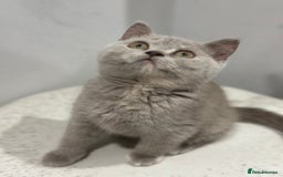 British Shorthair cats for sale: 🌈Choc Lilac Fawn Tortie Full Pedigree Brit BSH😍 - Image 28