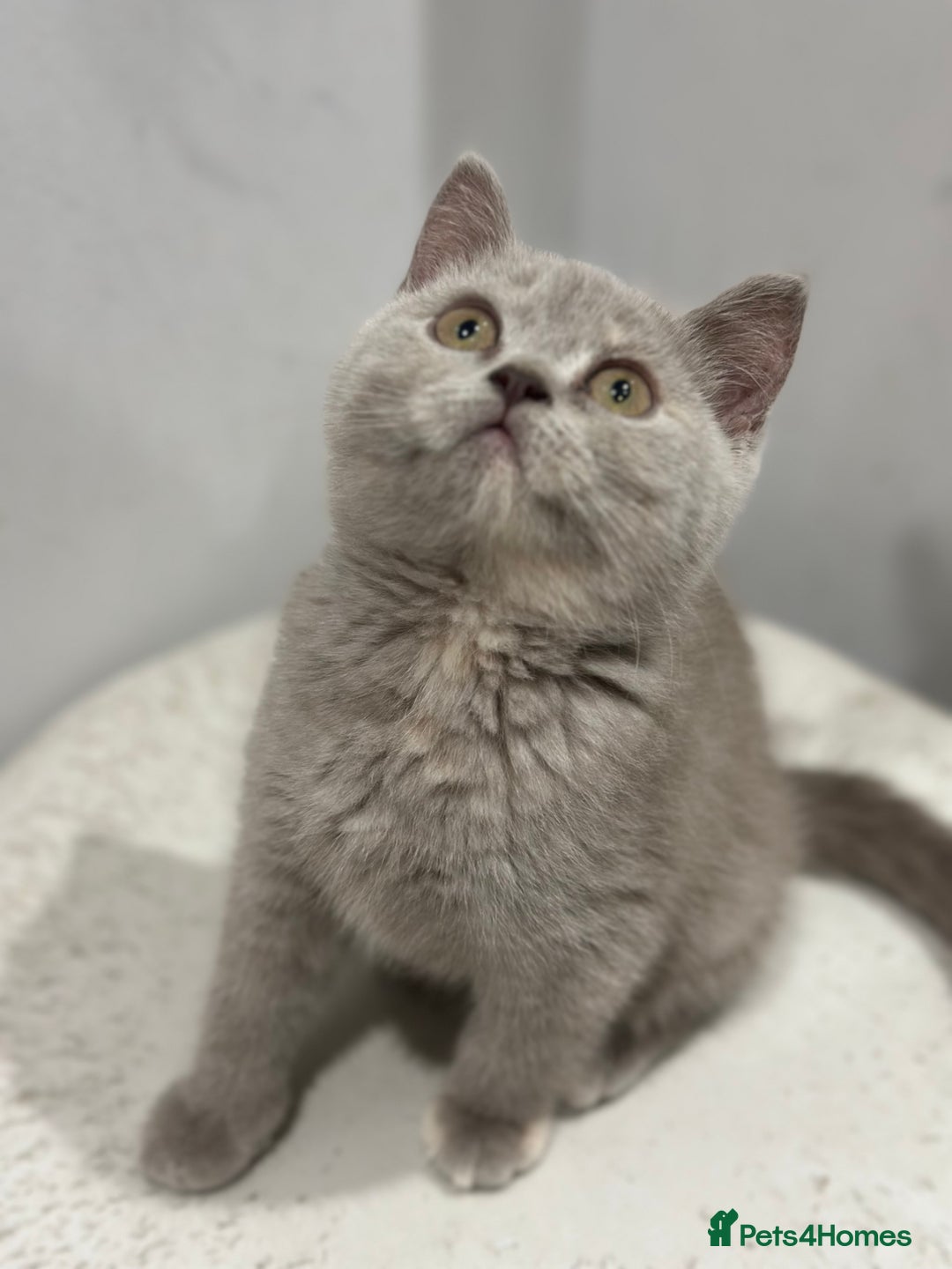 British Shorthair cats for sale: 🌈Choc Lilac Fawn Tortie Full Pedigree Brit BSH😍 - Image 28