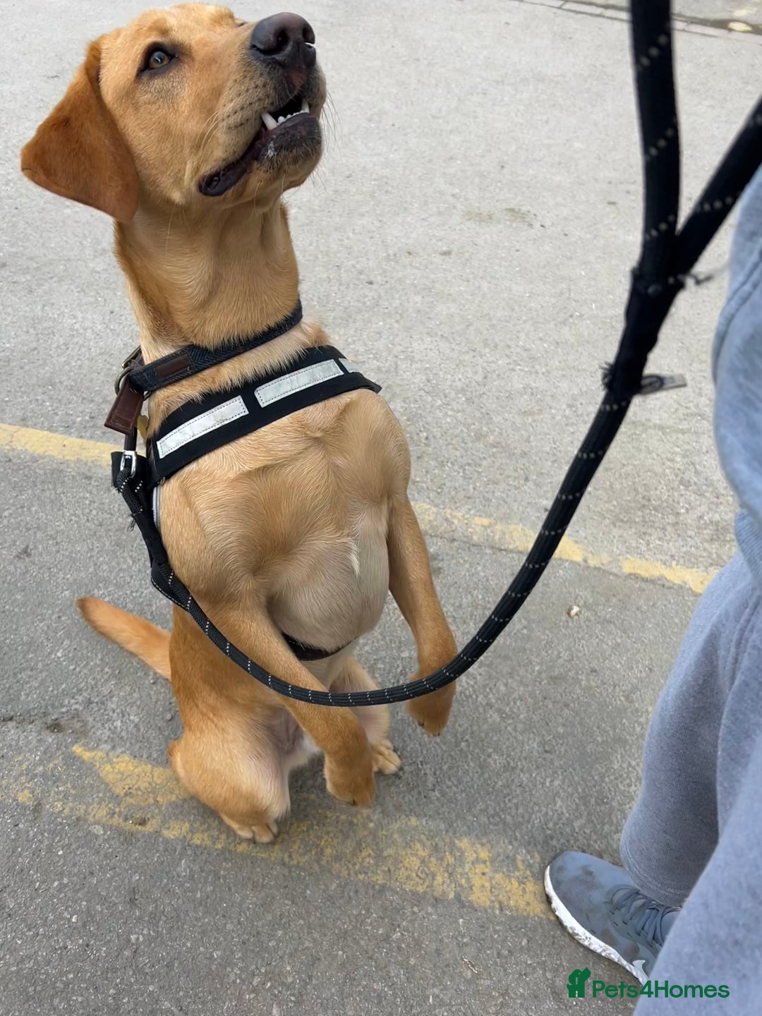 Labrador Retriever dogs for stud: Fox red labrador for stud  - Image 14