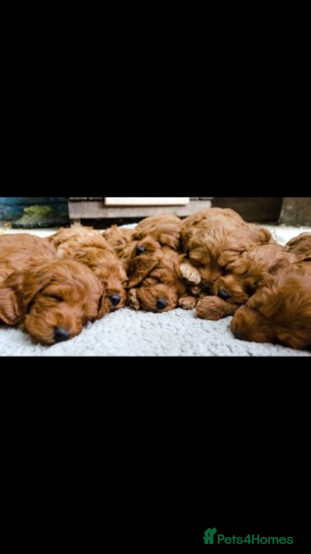 Miniature Poodle dogs for stud: Extensively Health Tested Deep Red Mini Poodle in Mansfield - Image 21