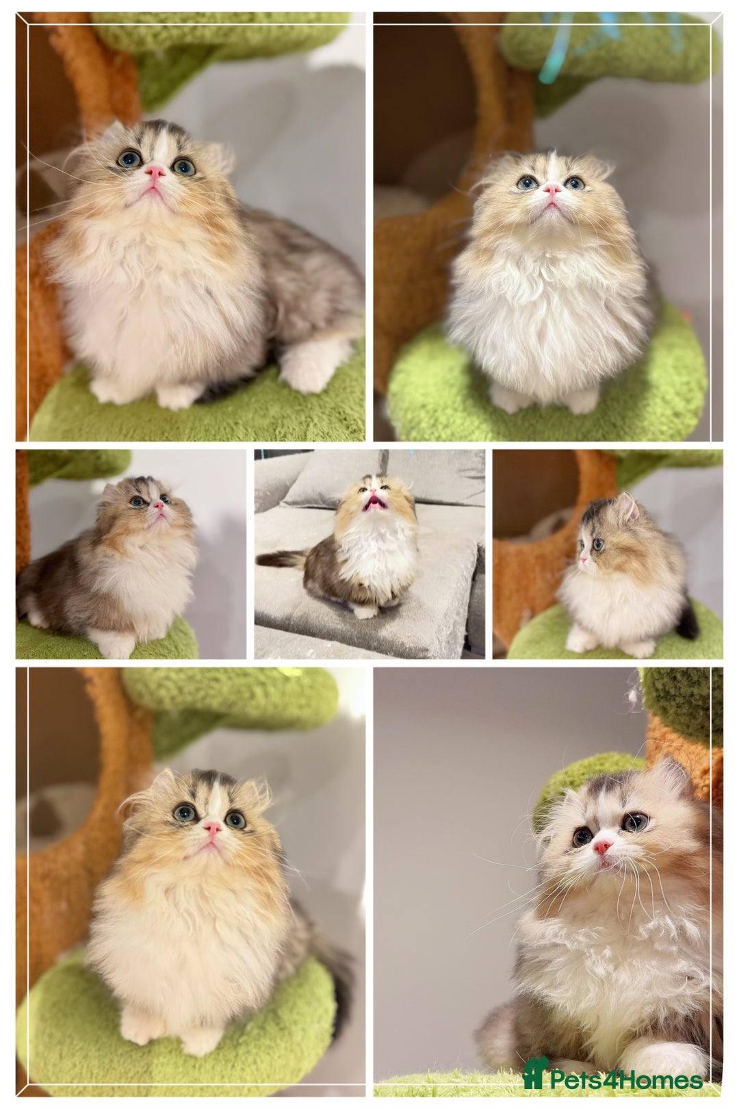 Munchkin cats for sale: Top level Super stunning & rare Minuet - Advert 19