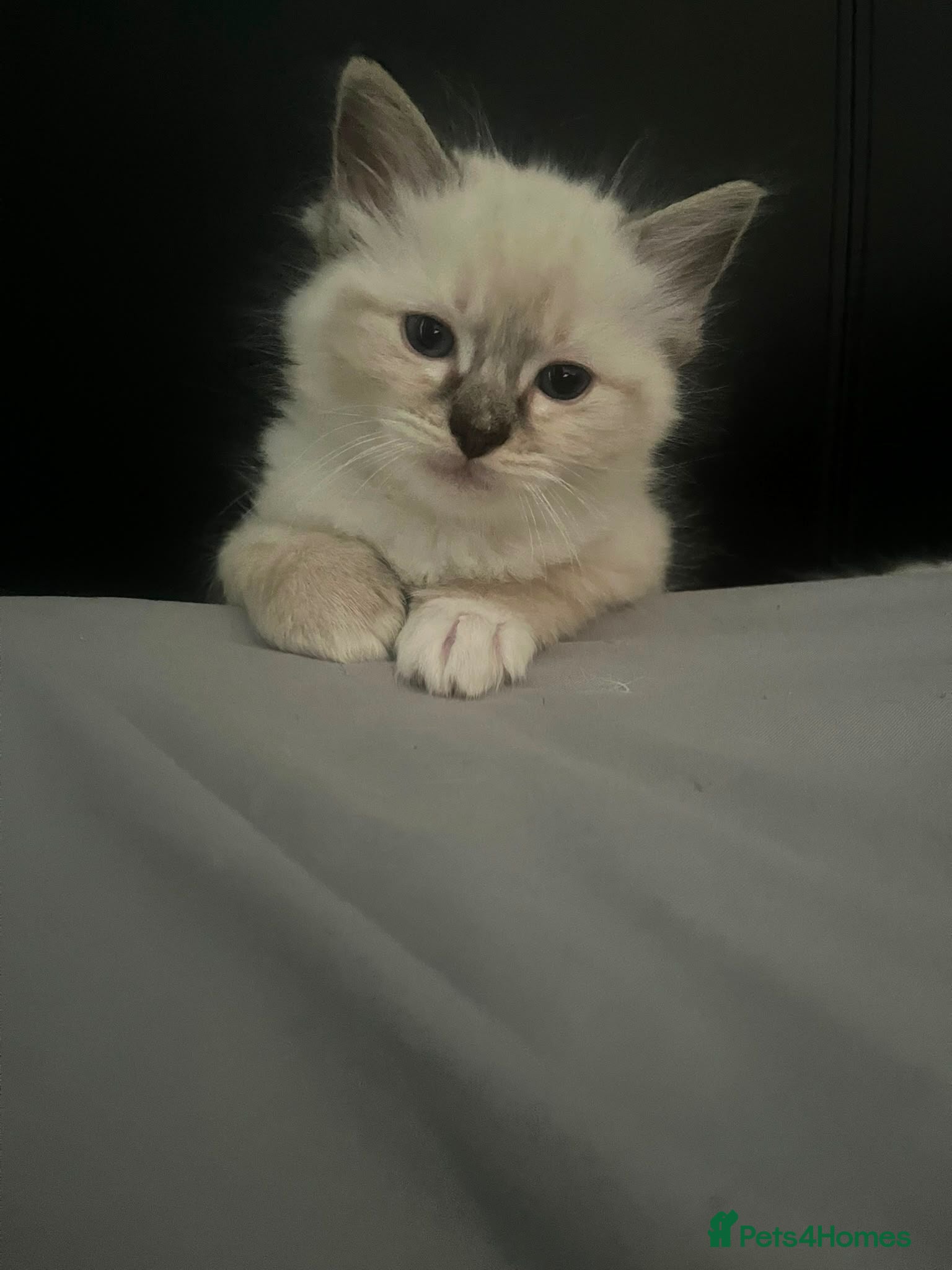 Ragdoll cats Pretty boy  - Advert 1