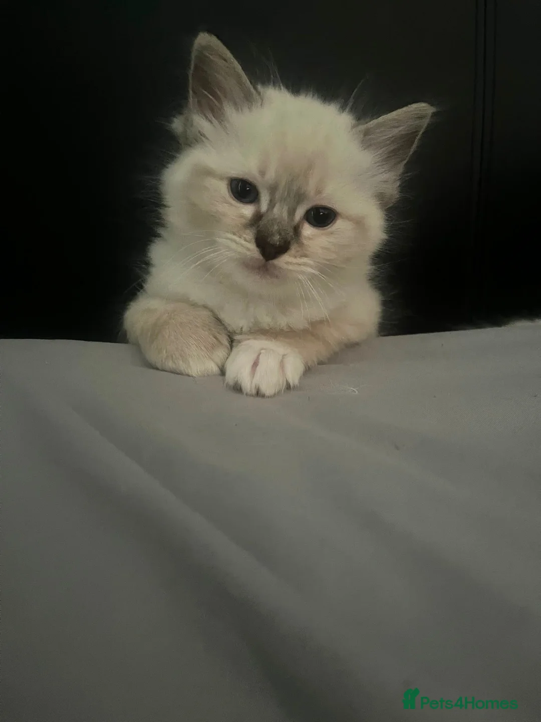 Ragdoll cats for sale: Pretty boy  - Advert 1