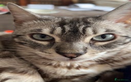 Bengal cats for sale: 4 y/o Silver Mink Charcoal Bengal Female - Image 1