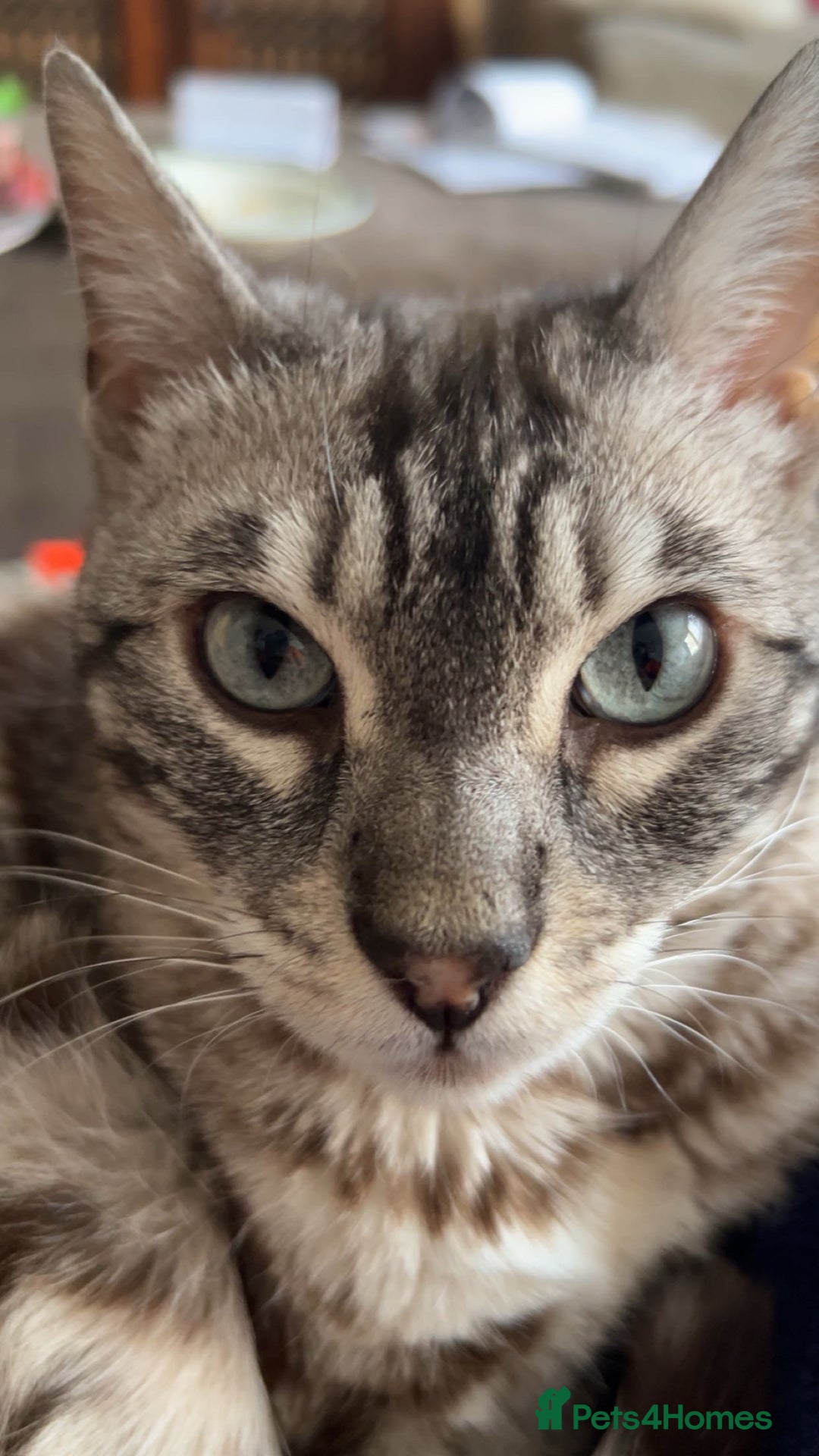 Bengal cats for sale: 4 y/o Silver Mink Charcoal Bengal Female - Image 1