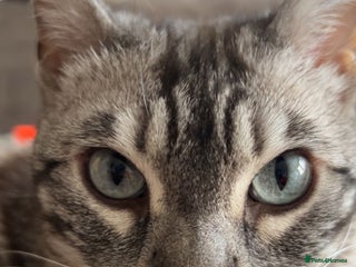 Bengal cats - Advert 10