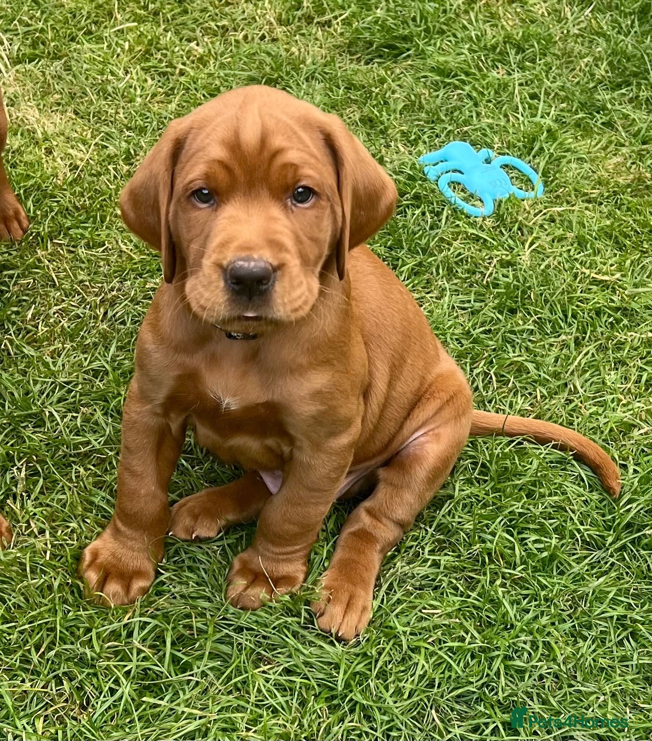 Labrador Retriever dogs KC registered Fox Red Labrador puppies. - Advert 2