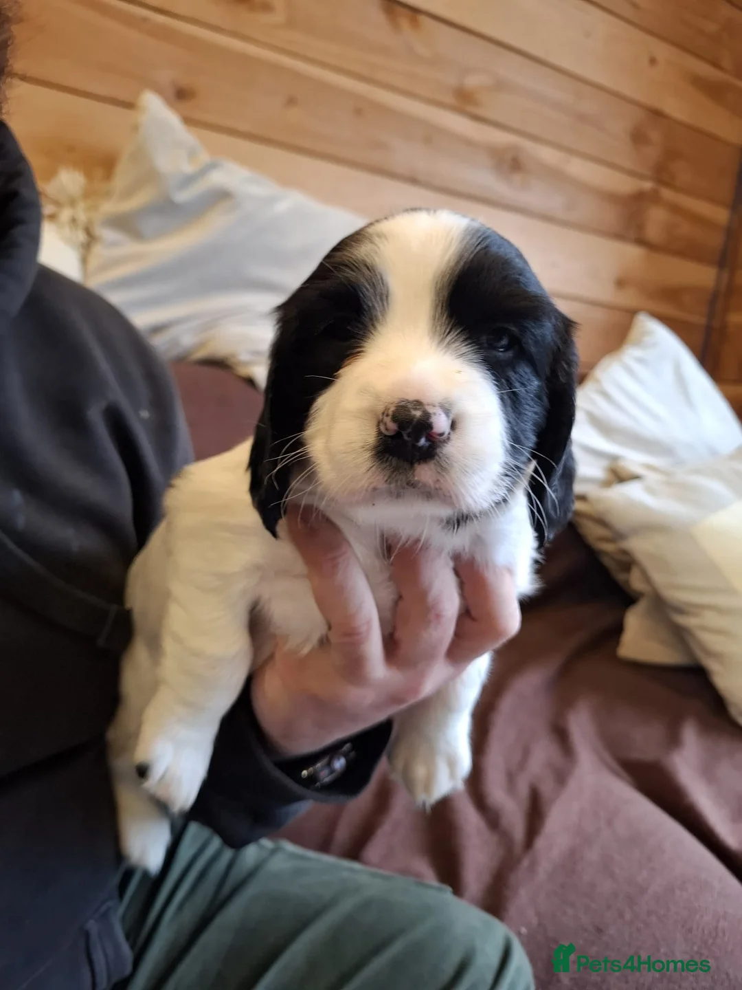 English Springer Spaniel dogs for sale: 5 springer spaniel puppies with docked tails in Axminster - Advert 2