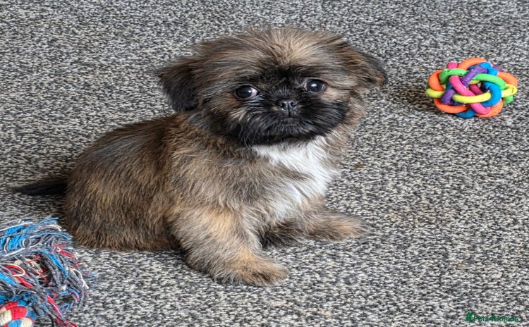 Shih Tzu dogs - Advert 12