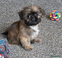 Shih Tzu dogs - Advert 7