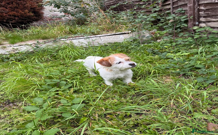 Jack Russell dogs - Advert 8
