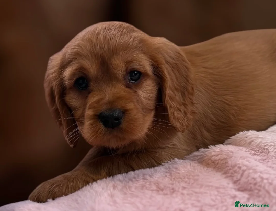 Cavapoo dogs for sale: F1 Cavapoo Puppy’s!  - Advert 14