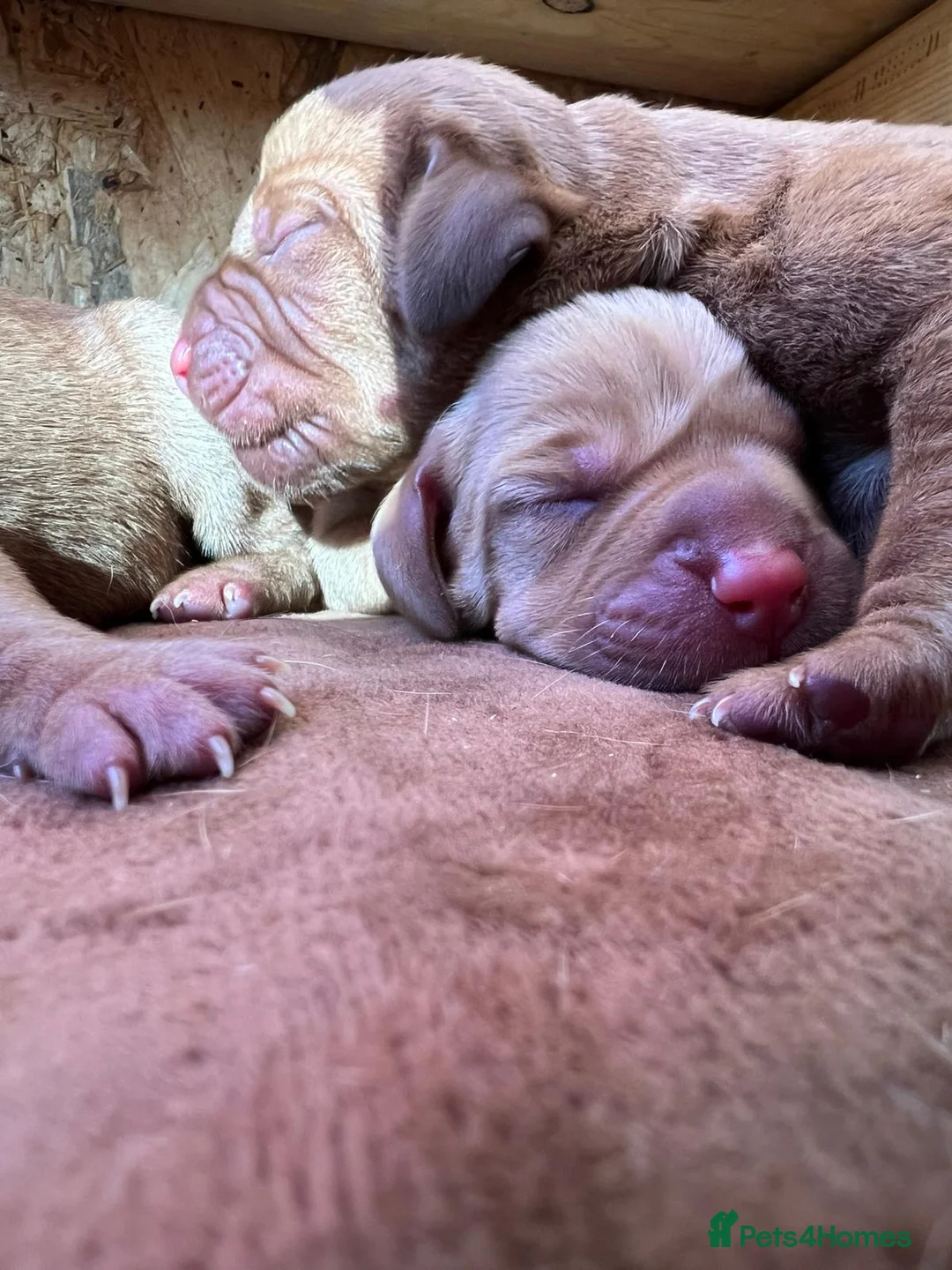 Hungarian Vizsla dogs for sale: Short haired Hungarian Viszla - Advert 1