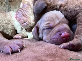 Hungarian Vizsla dogs Short haired Hungarian Viszla - Advert 1